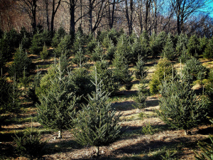 christmas tree farm ma Vlui